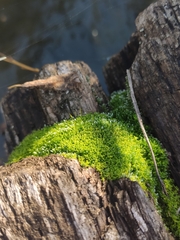 Bryum