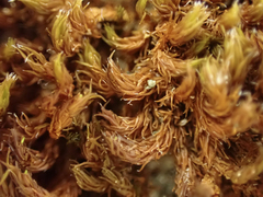 Schistidium papillosum