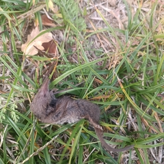 Crocidura suaveolens