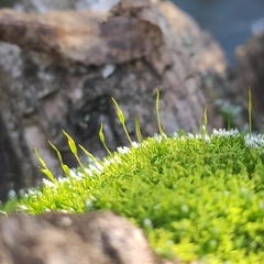 Bryum