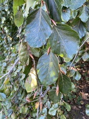Fagus