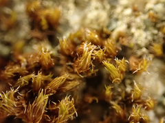 Schistidium papillosum