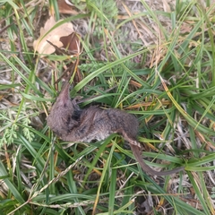 Crocidura suaveolens