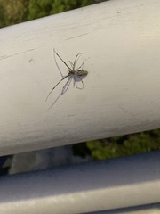 Tetragnathidae