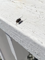 Calliphora vicina