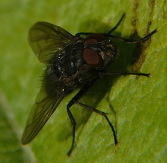 Pollenia rudis