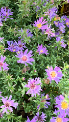 Symphyotrichum laeve