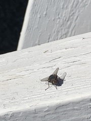 Calliphora vicina