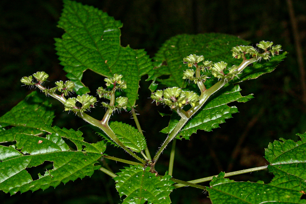 Broadleaf Nettle