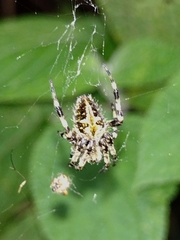 Neoscona orizabensis