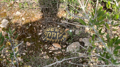 Testudo hermanni hermanni