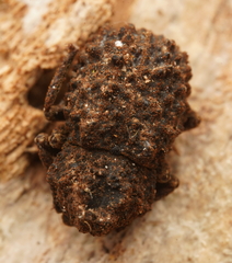 Zopheridae