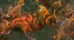 Ophiothela mirabilis