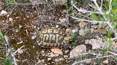 Testudo hermanni hermanni