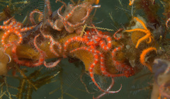 Ophiothela mirabilis