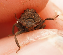 Zopheridae