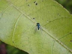 Condylostylus armipes