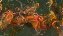 Ophiothela mirabilis