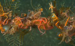 Ophiothela mirabilis
