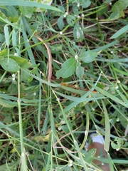 Ceriagrion auranticum