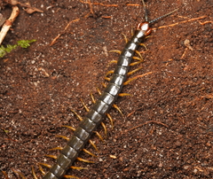 Cormocephalus westwoodi