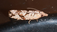 Tortricidae