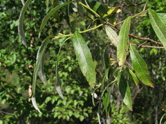 Salix gmelinii