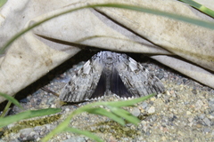 Catocala dejecta