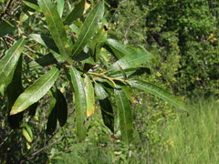 Salix gmelinii