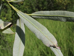 Salix gmelinii