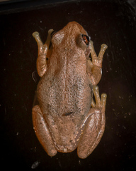 Litoria balatus