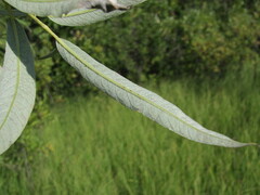 Salix gmelinii