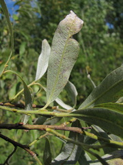 Salix gmelinii