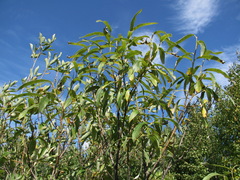 Salix gmelinii