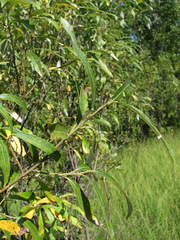 Salix gmelinii