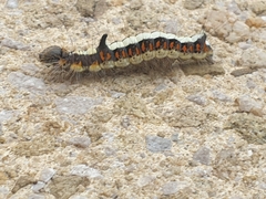 Acronicta psi