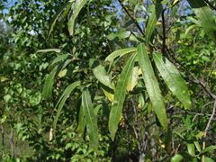 Salix gmelinii