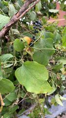 Smilax lasioneura