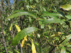 Salix gmelinii