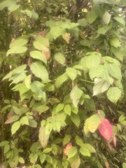 Cornus sericea