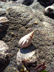 Tritia reticulata