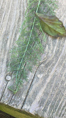 Foeniculum vulgare