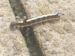 Acronicta psi