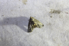 Paectes abrostoloides