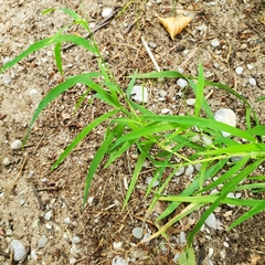 Muhlenbergia schreberi