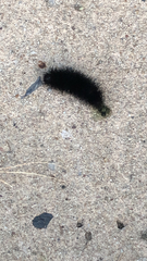 Hypercompe scribonia