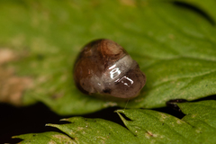 Vitrina pellucida
