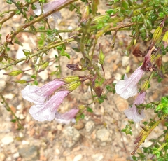 Prostanthera chlorantha