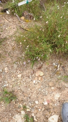 Prostanthera chlorantha
