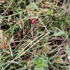 Coccinella transversalis